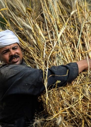 "أسعار القمح لن تتأثر بأزمة أوكرانيا".. نُفند تصريح وكيل "خِطة النواب"