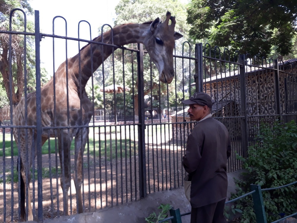 أرقام متضاربة عن عدد زوار حديقة الحيوان إلا أنها "صحيحة".. كيف ذلك؟
