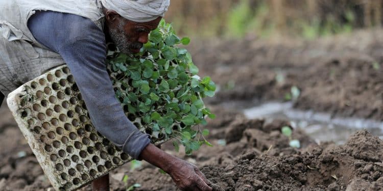 تصريحات عضو " الشيوخ " عن صادرات "الزراعة" غير دقيقة