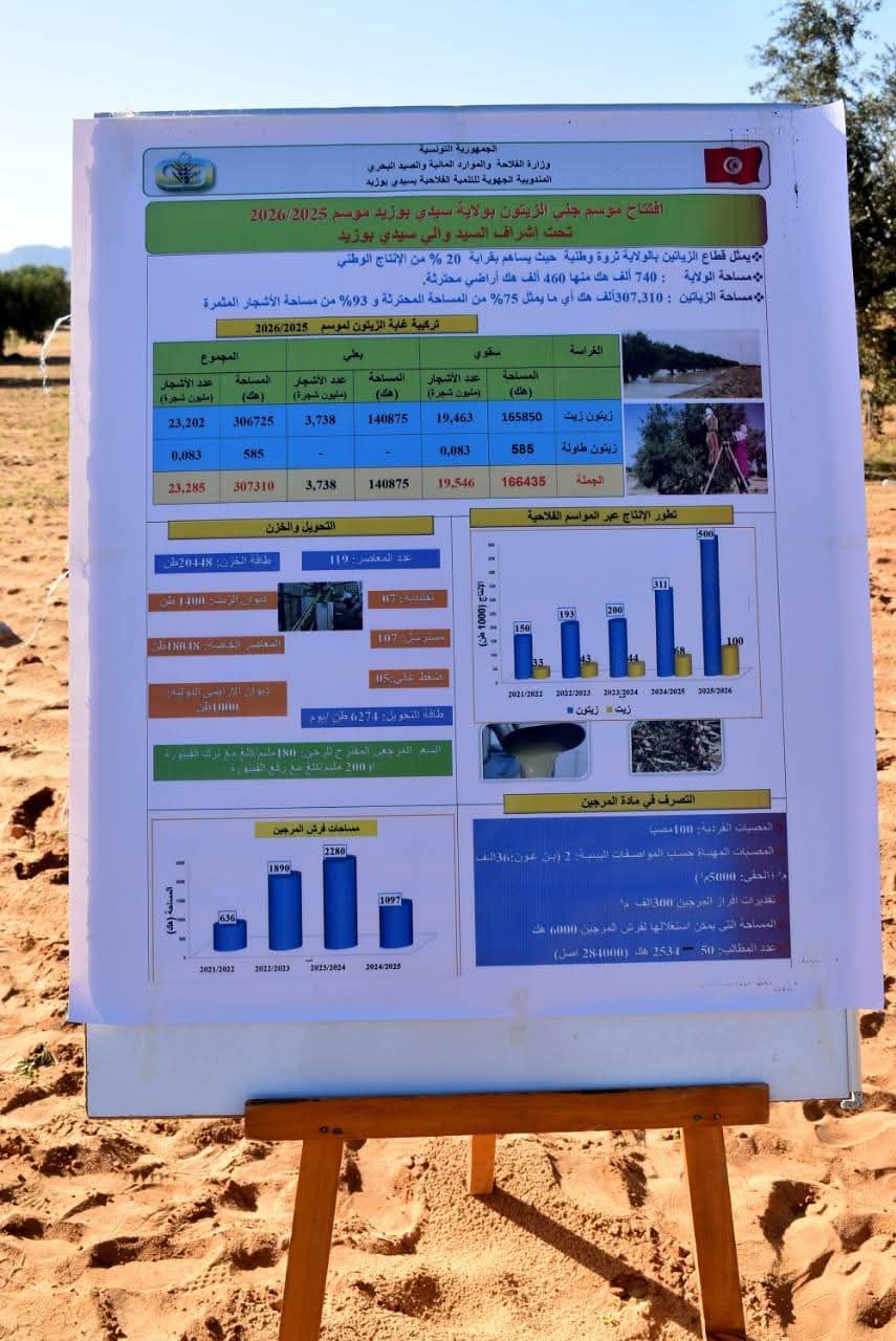 افتتاح موسم جني الزيتون بولاية سيدي بوزيد موسم 2025 - 2026