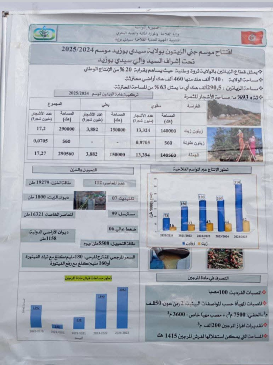  افتتاح موسم جني الزيتون بولاية سيدي بوزيد موسم 2024 - 2025