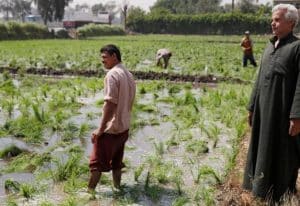 مصر لم تحقق الاكتفاء الذاتي الكامل من الأرز بعد