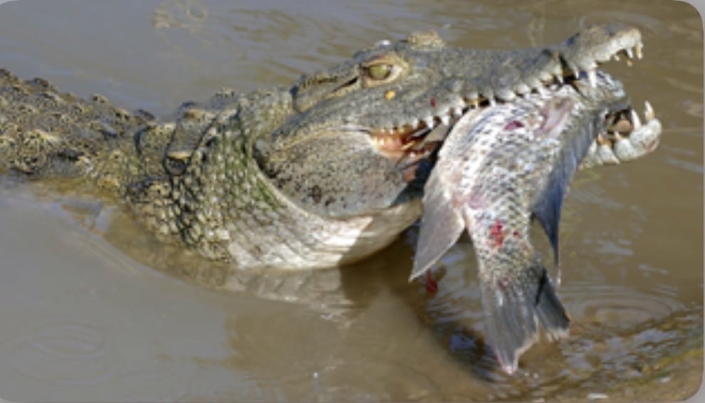 تماسيح بحيرة ناصر 