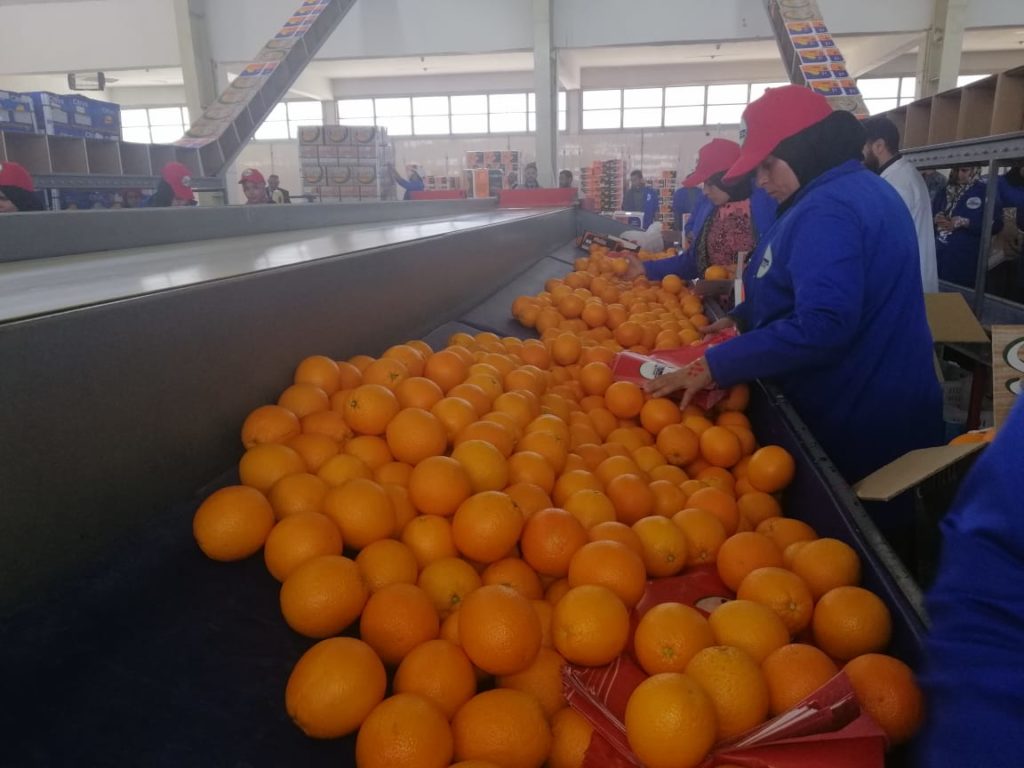 الزراعة تحتل مرتبة متقدمة بين القطاعات المصدرة في مصر