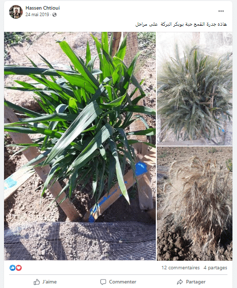 مراحل نمو النوع التونسي من قمح الشتيوي