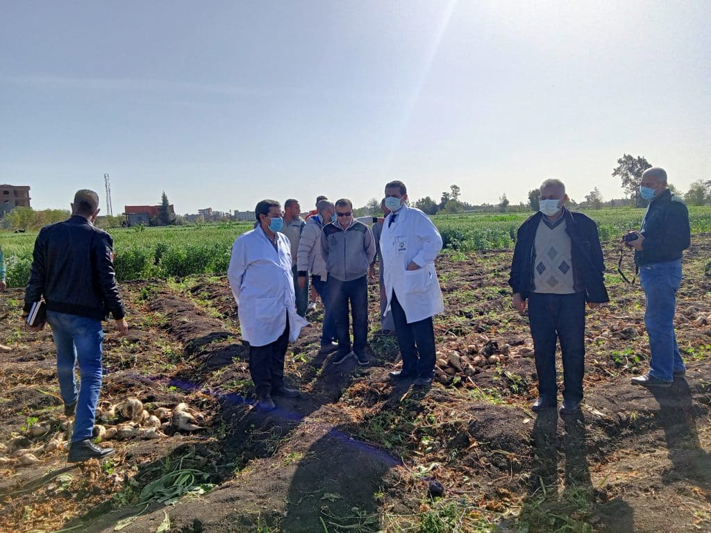 ما هي مساحة زراعة البنجر في مصر؟