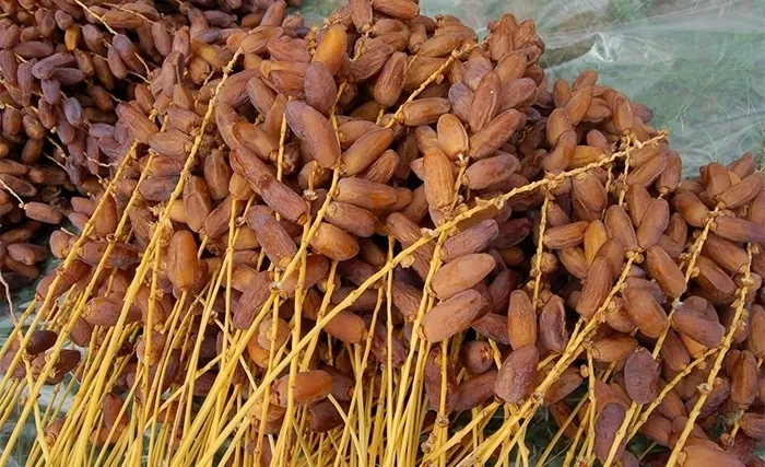 المتوسط السنوي لصادرات تمور تونس 791.6 مليون دينارًا وليس 581 مليون دينارًا