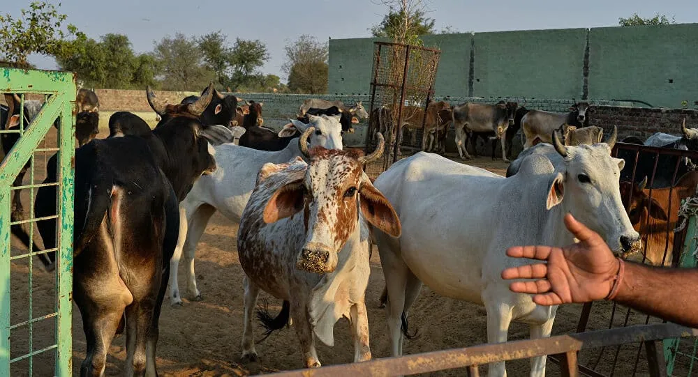 الشائعات حول انتشار ”حمى الوادي المتصدع“ في مصر غير صحيحة