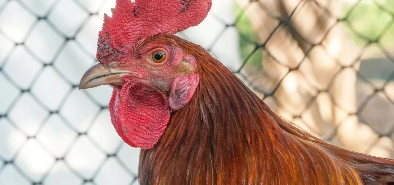 الادعاء بأن تونس تستورد الدجاج لأول مرة 