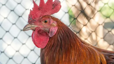 الادعاء بأن تونس تستورد الدجاج لأول مرة 