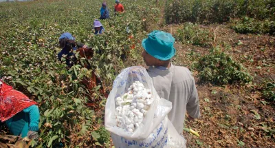 مساحة زراعة القطن في مصر ليست 337 ألفًا و624 فدانًا