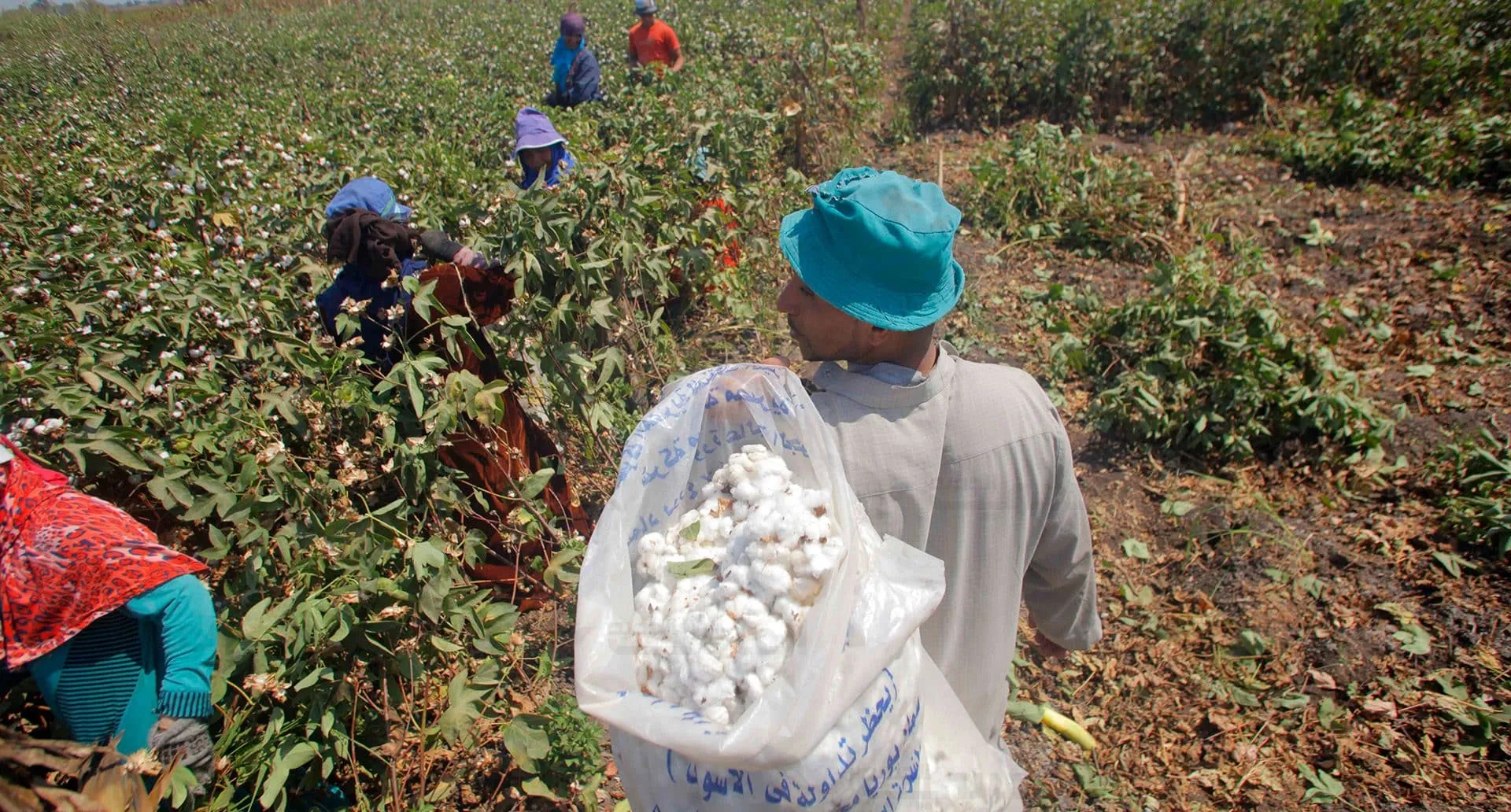 مساحة زراعة القطن في مصر ليست 337 ألفًا و624 فدانًا