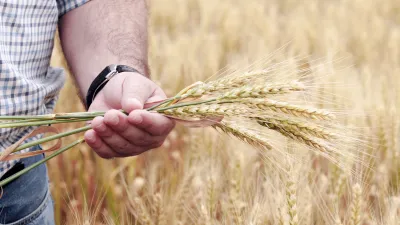 تونس تدعم الحبوب بـ2550 مليون دينارًا سنويا.. وليس 900 مليون دينار