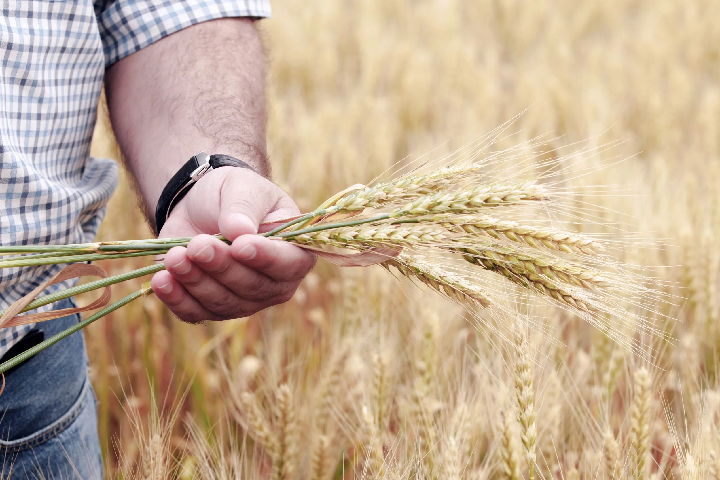 تونس تدعم الحبوب بـ2550 مليون دينارًا سنويا.. وليس 900 مليون دينار