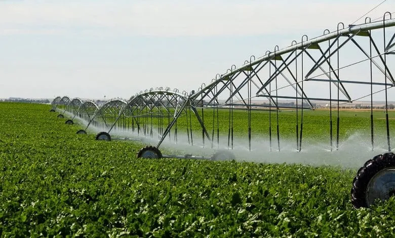 المساحة المنزرعة في مصر 10 ملايين فدان وليس 14 مليونًا