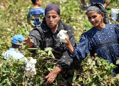 مساحة زراعة القطن لم تصل إلى 350 ألف فدانًا في العام الجاري