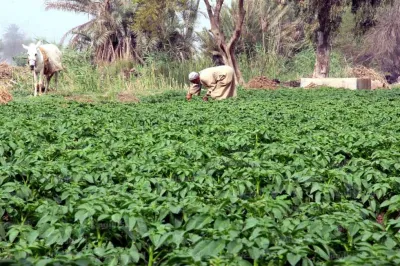 بزيادة 200 ألف طن.. وزارة الزراعة تعلن أرقام غير دقيقة حول حجم الصادرات الزراعية