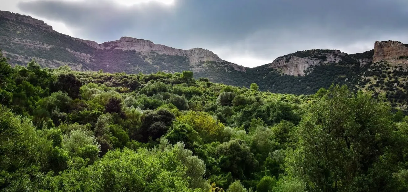 الصورة المتداولة لحريق جبل برقو بتونس 