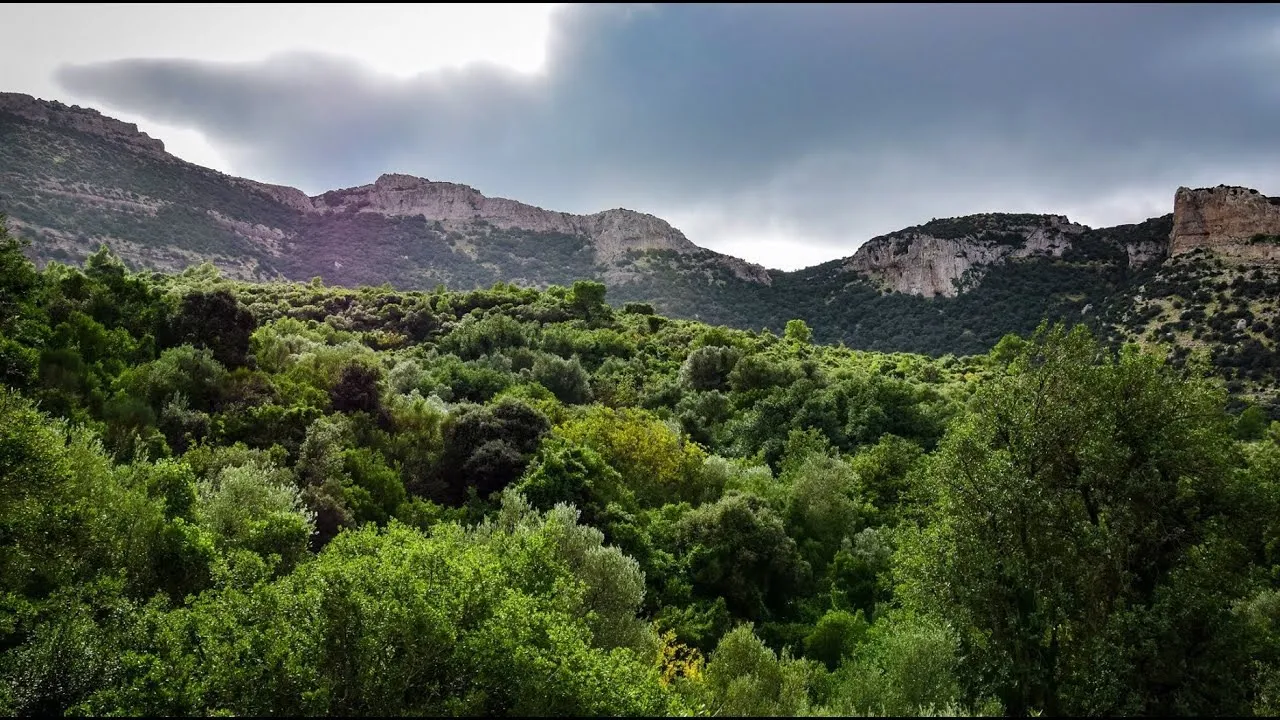 الصورة المتداولة لحريق جبل برقو بتونس 
