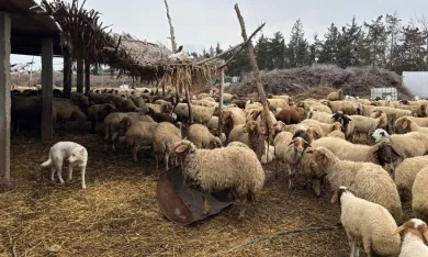 الثروة الحيوانية في تونس تتبخر بين الجفاف وسوء الحوكمة