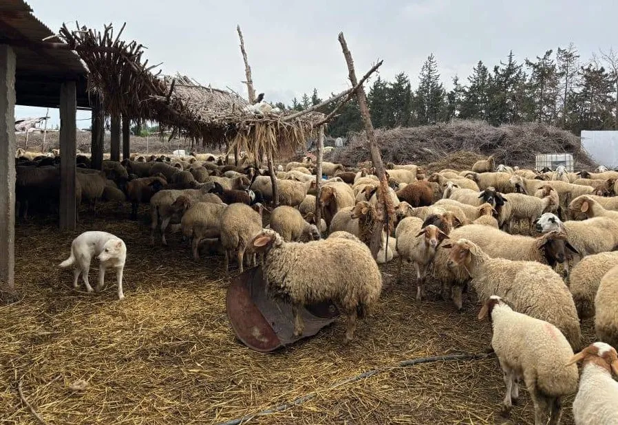 المصدر: الصباح نيوز