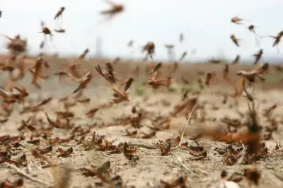 الفيديو المنتشر لزحف الجراد من ليبيا لتونس 