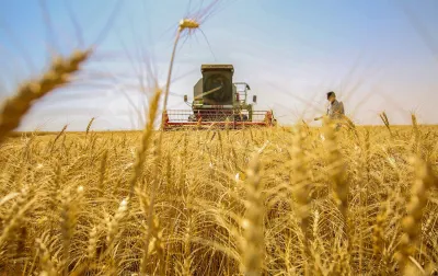 الموسم الزراعي الحالي ليس الأنجح بتاريخ العراق في إنتاج الحنطة