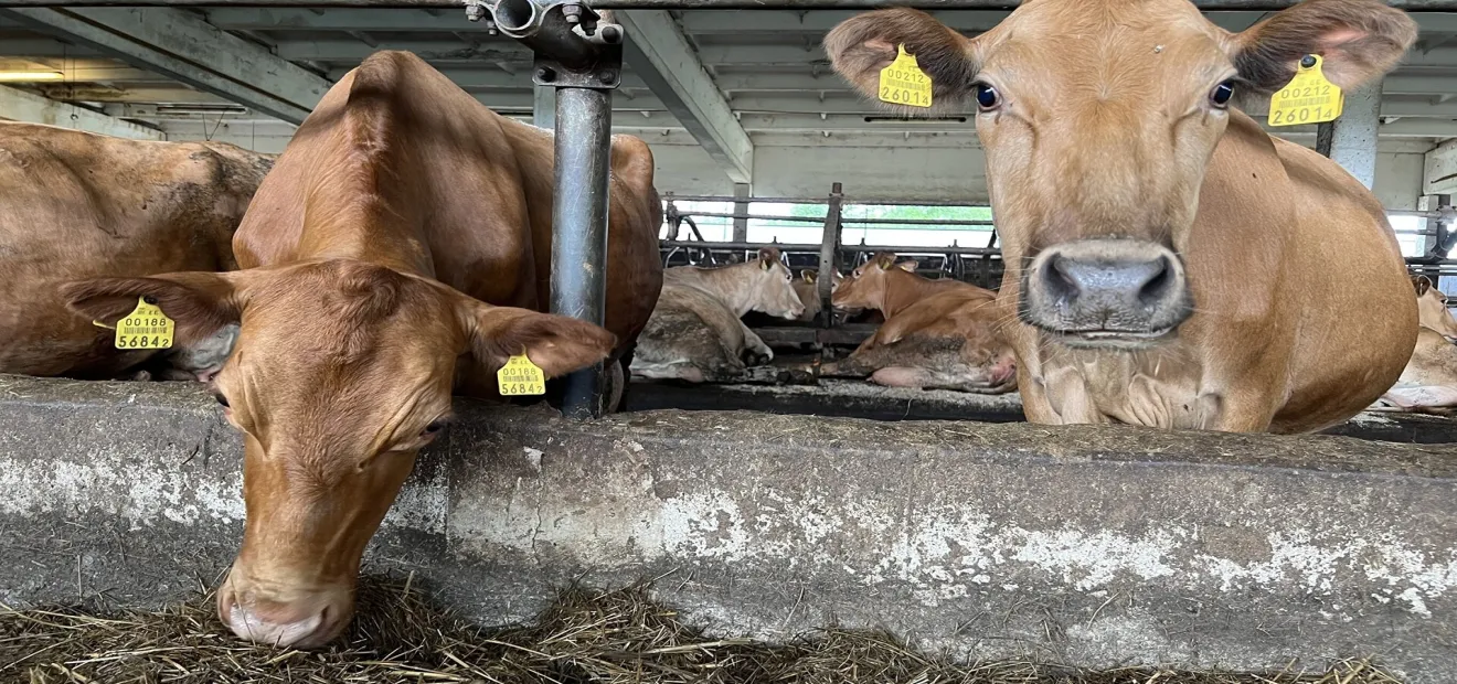 تونس.. ادعاءات خاطئة حول تربية الأبقار والألبان تضمّنتها حلقة 