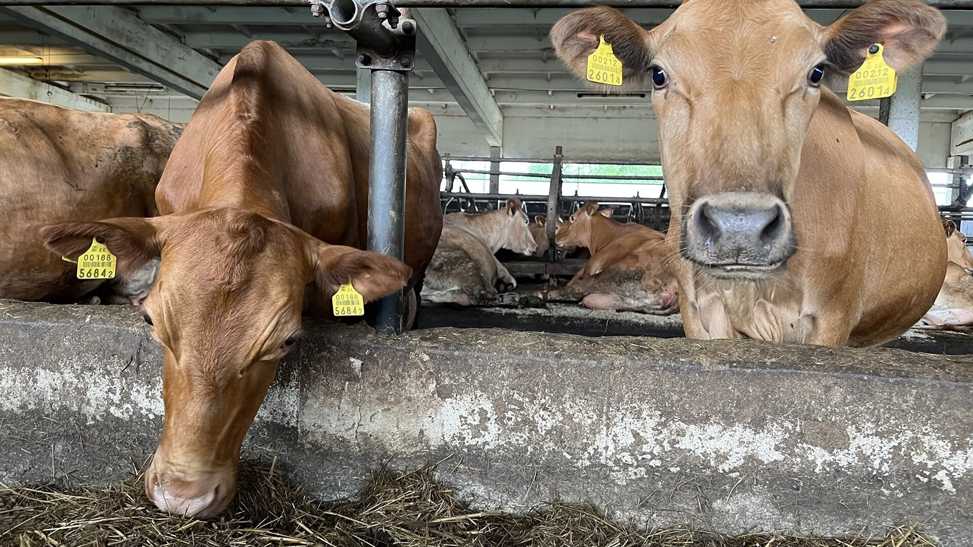 تونس.. ادعاءات خاطئة حول تربية الأبقار والألبان تضمّنتها حلقة 