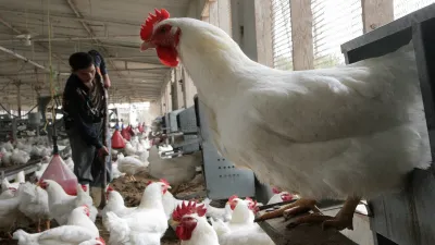 بفارق 2 مليون طائر.. أرقام 