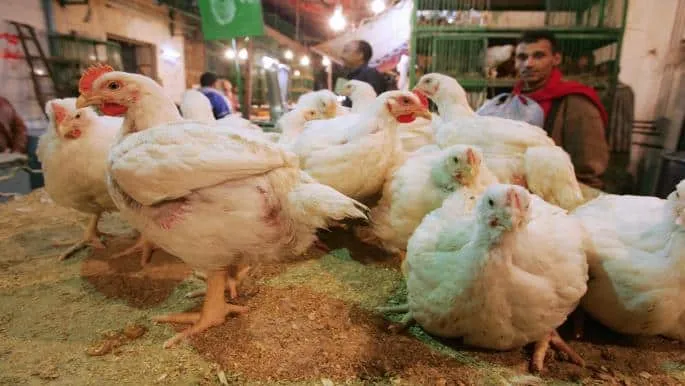 هل تكفي كميات الأعلاف المفرج عنها احتياجات السوق الداجنى المصري؟