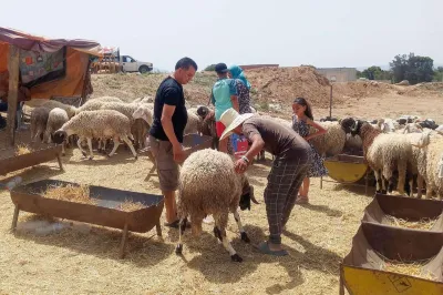 بعد انفضاض سوق الأضاحي بتونس.. نتتبع أسباب انخفاض العرض وارتفاع السعر