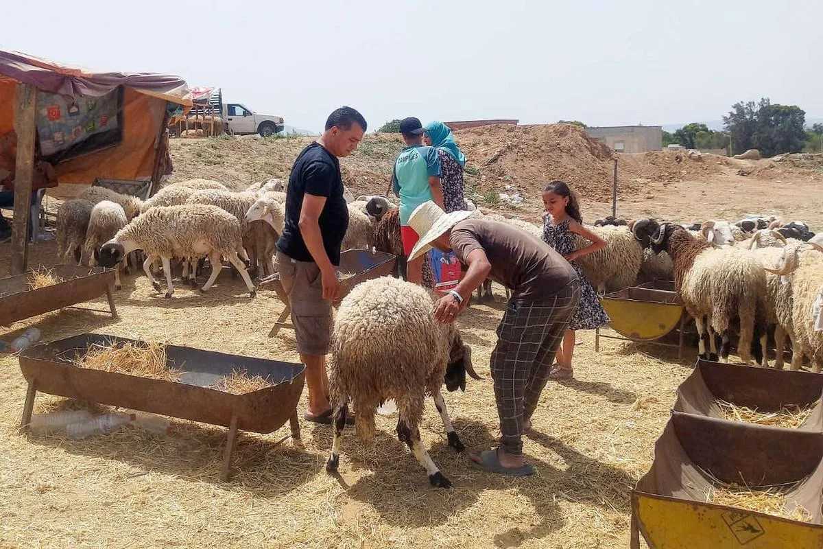 بعد انفضاض سوق الأضاحي بتونس.. نتتبع أسباب انخفاض العرض وارتفاع السعر