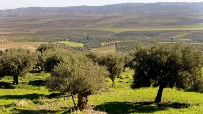 تونس.. ولاية سيدي بوزيد تمتلك 23 مليون شجرة زيتون وليس 7 ملايين