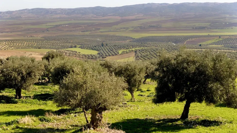 تونس.. ولاية سيدي بوزيد تمتلك 23 مليون شجرة زيتون وليس 7 ملايين