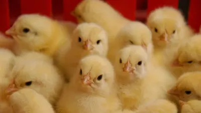 من الذي يعدم 