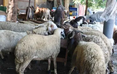 أرقام وزير الأوقاف حول صكوك الأضاحي في 2021 