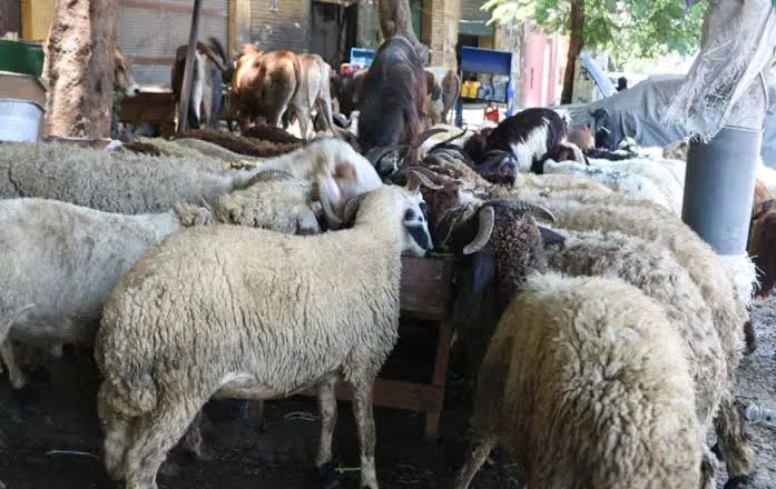 أرقام وزير الأوقاف حول صكوك الأضاحي في 2021 