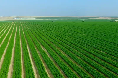 هل تستصلح مصر مئات الآلاف من الأفدنة سنويًا كما يقول مسؤول بـ