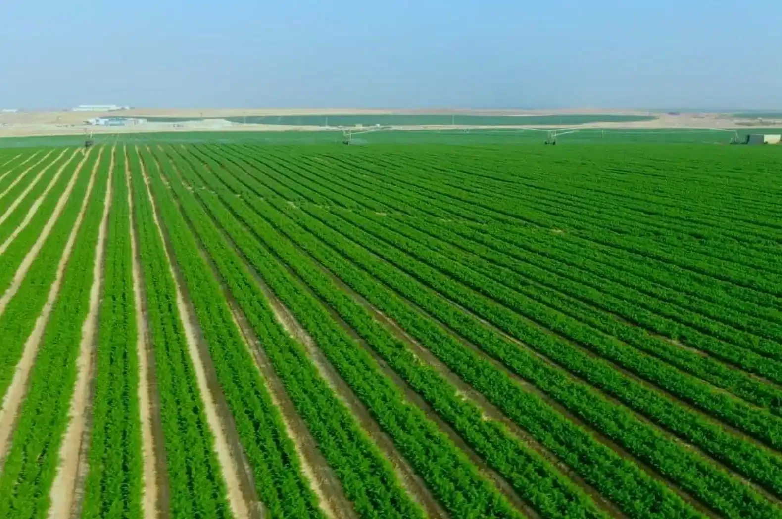 هل تستصلح مصر مئات الآلاف من الأفدنة سنويًا كما يقول مسؤول بـ