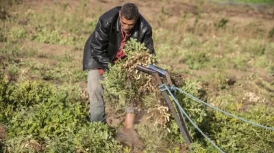 إنتاج تونس من الحبوب والتمور والقوارص والزيتون في الموسم الحالي ليس قياسيًا