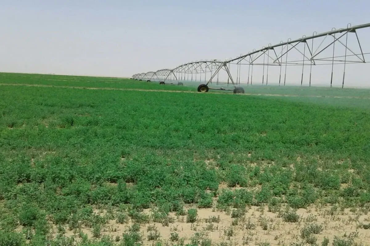 مشروعات استصلاح الأراضي الأخيرة في مصر ليست الأولى منذ 1967