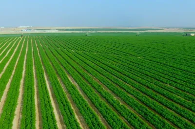 مصر لم تستصلح 3.3 ملايين فدان في السنوات الأخيرة