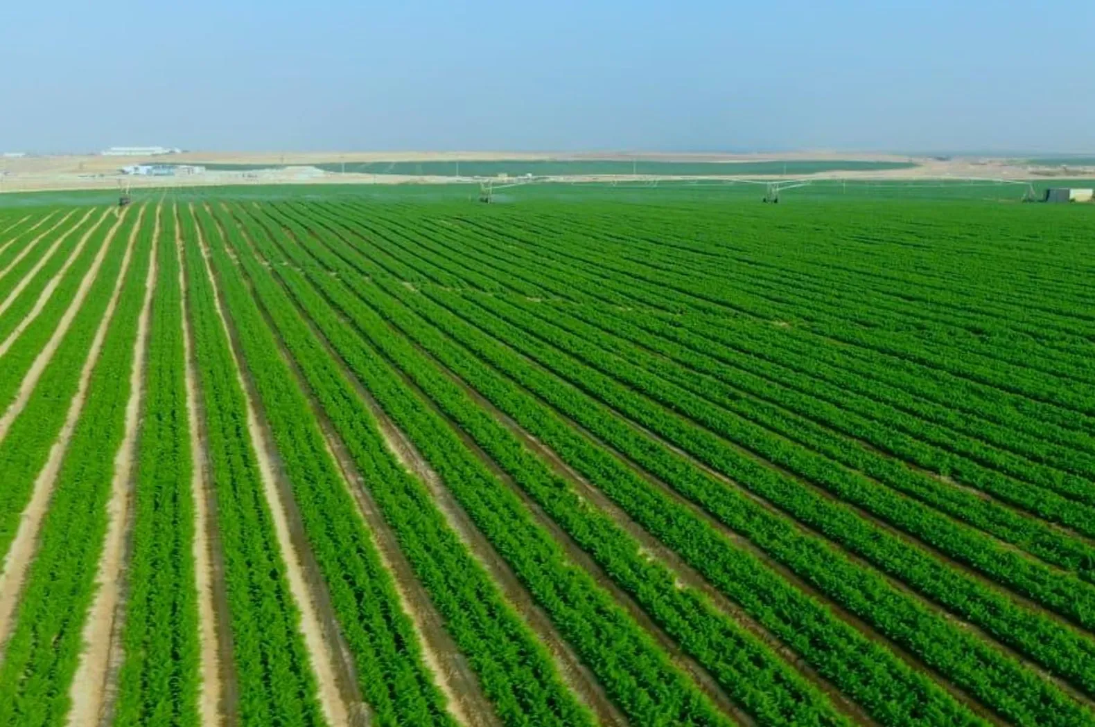 مصر لم تستصلح 3.3 ملايين فدان في السنوات الأخيرة