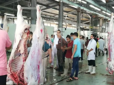 11 مليون جنيه فارق في تصريحات وبيانات المسؤولين حول تكلفة إنشاء مجزر نصف آلي بطنطا