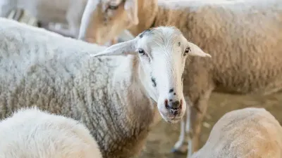 الادعاء بتوقيع اتفاق جديد بين مصر والسعودية للاستفادة من لحوم الأضاحي 