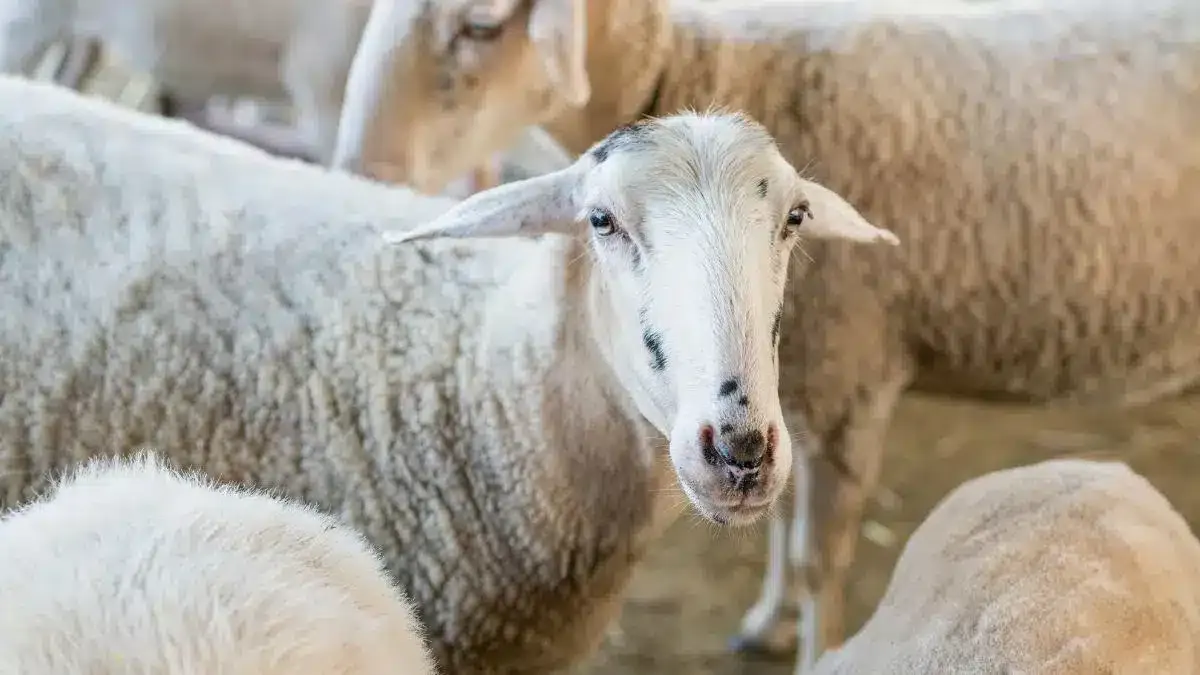 الادعاء بتوقيع اتفاق جديد بين مصر والسعودية للاستفادة من لحوم الأضاحي 