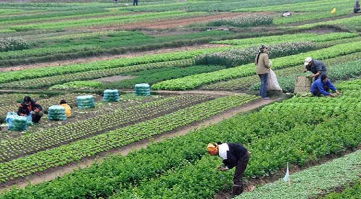 هل فقدت مصر مليوني فدان بسبب 