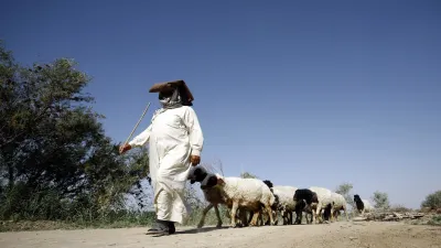 الادعاء بانخفاض الثروة الحيوانية بالعراق 20% خلال 10 سنوات 