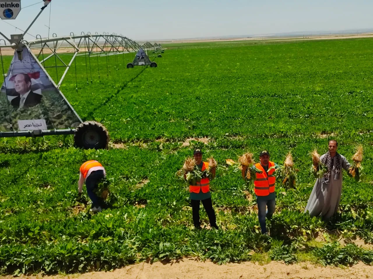 الرقعة الزراعية بمصر زادت مليون فدان في آخر 12 عامًا وليس 4 ملايين فدان